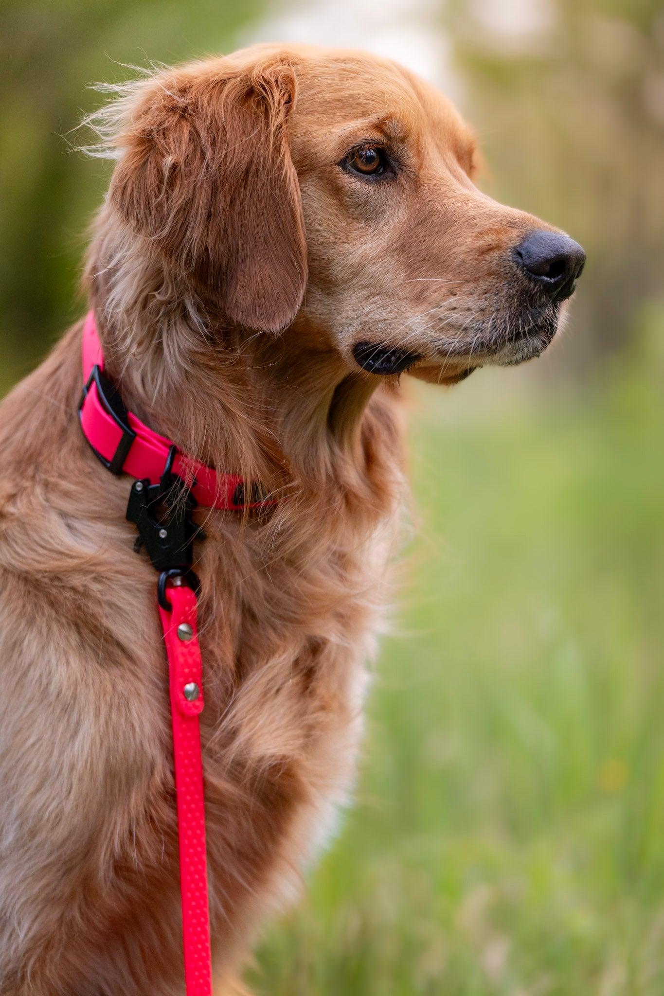 Flat Collar