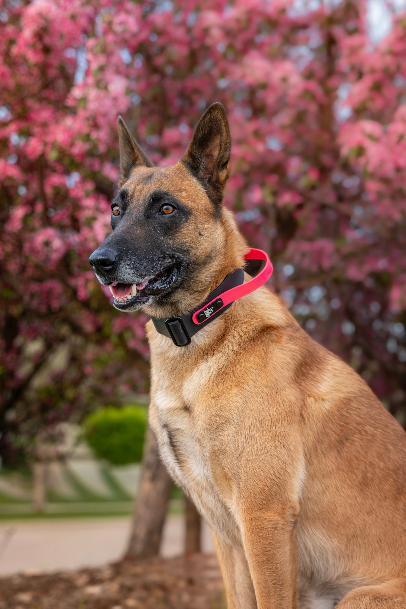 Sport Collar