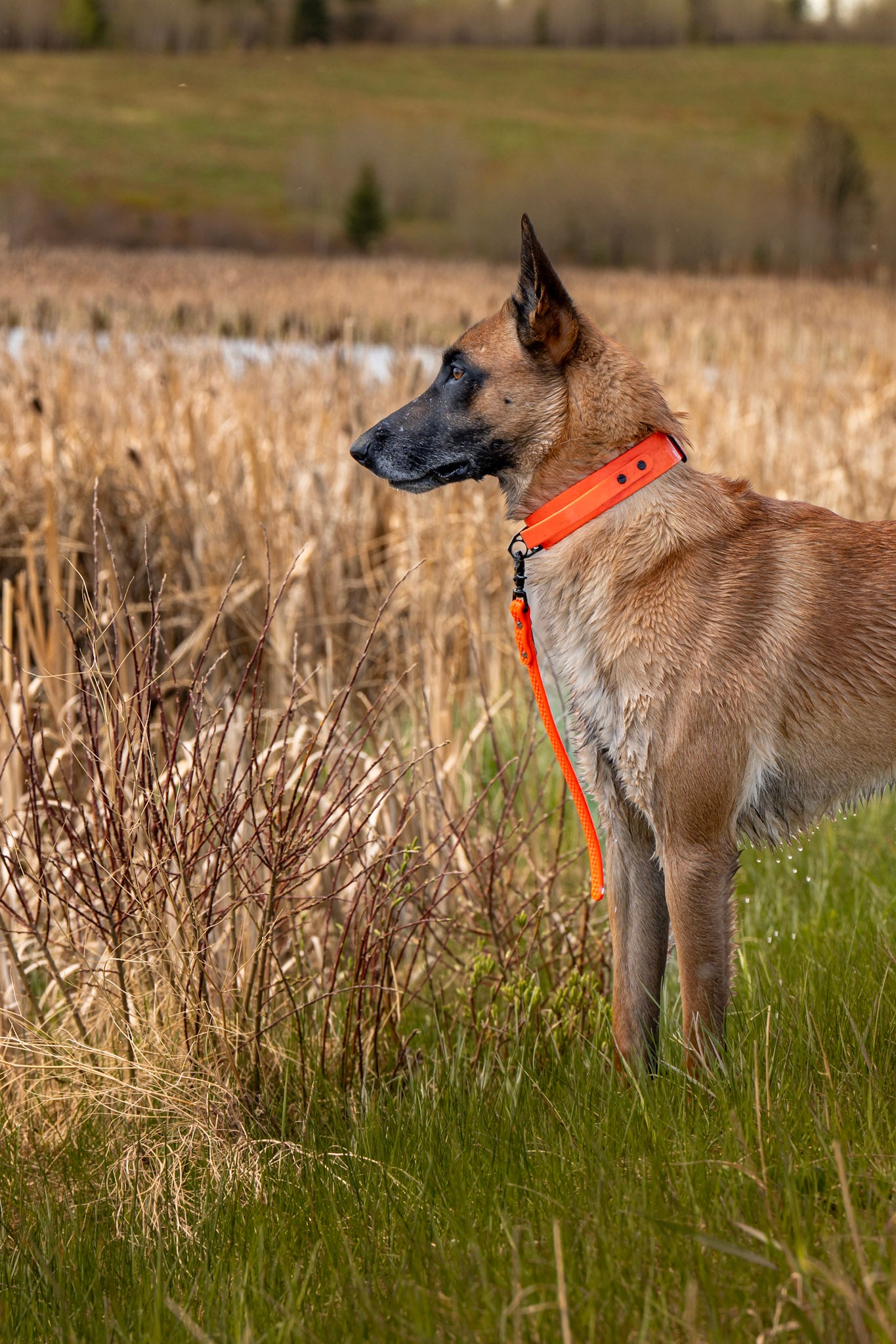 Sport Collar