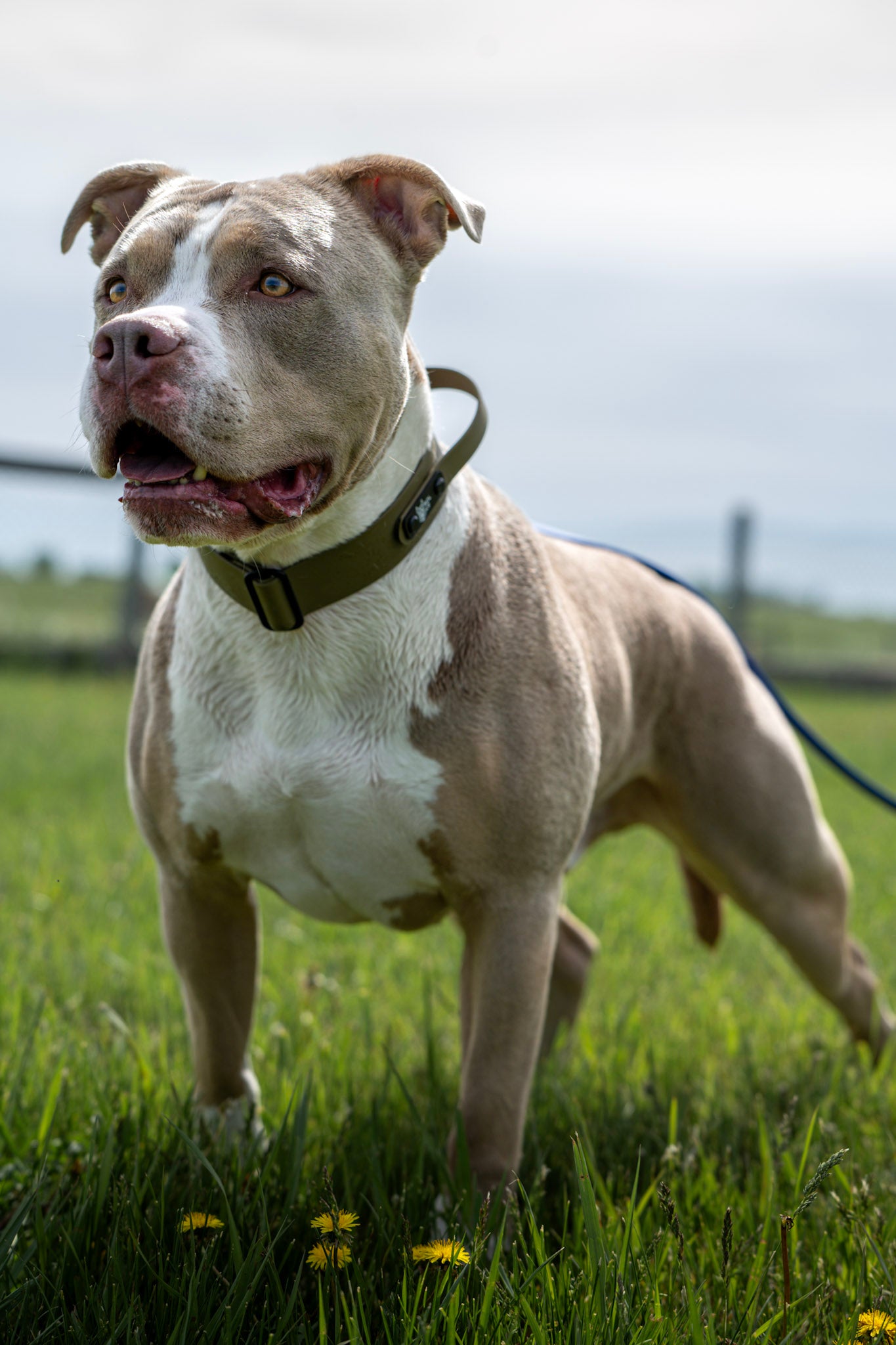 Sport Collar
