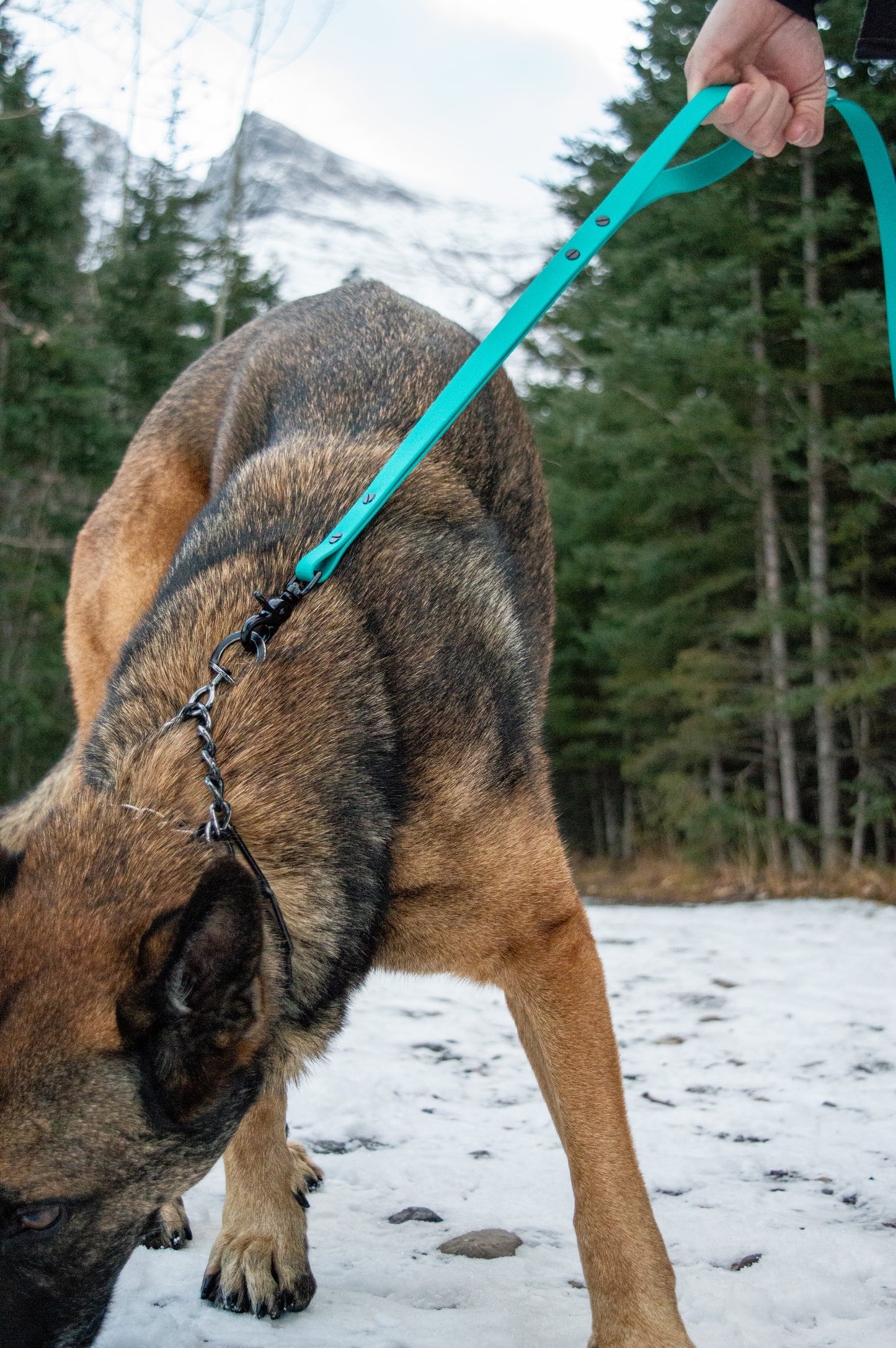 Traffic Handle Leash
