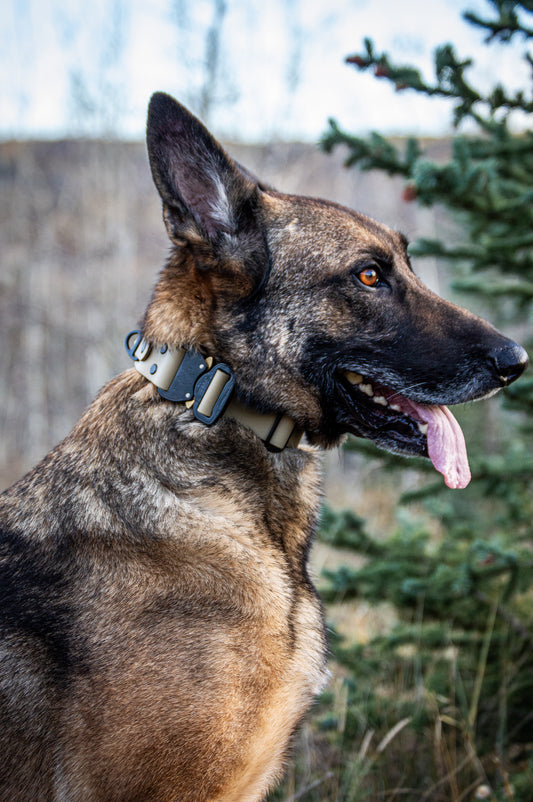 Sport Collar